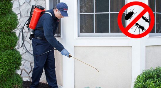 Amasra Kene İlaçlama böcek ilaçlama ve haşere kontrolü — ilaclama-tr.com